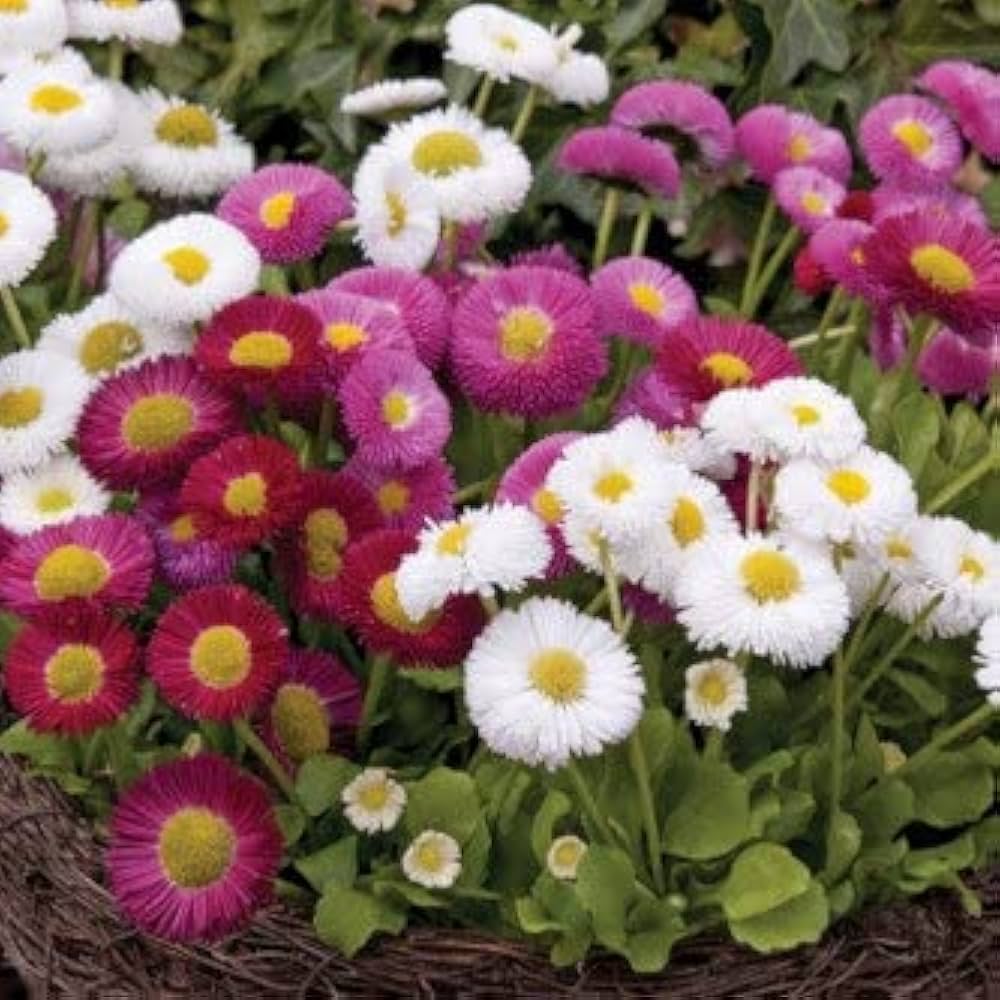 English Pomponette daisies grown from 500-seed mix with fluffy, colorful flower heads